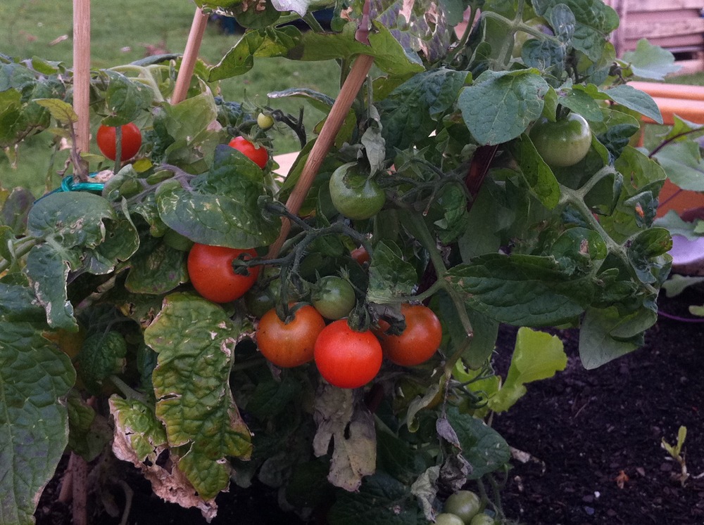 Tempelhof_tomaten