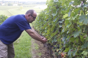 Joel im Weingarten